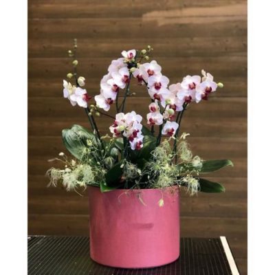 دسته گل برای کلینیک ژنوم سل دروس