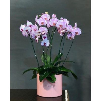 دسته گل برای سازمان رفاه خدمات و مشارکت های اجتماعی شهرداری یاخجی آباد رضوان