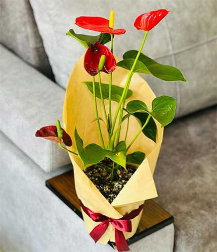 خرید گیاه گلدار هدیه آنتوریم خرید گیاه گلدار هدیه آنتوریم