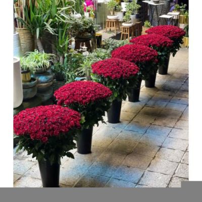 تحویل فوری دسته گل در پاساژ هما 2503