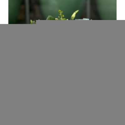 تحویل فوری دسته گل در نوشابه‌سازی نوشین 2890