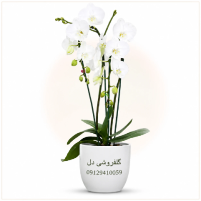 گلدان ارکیده مناسب هدیه