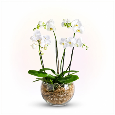 گلدان ارکیده خاص هدیه رسمی و مناسبتی